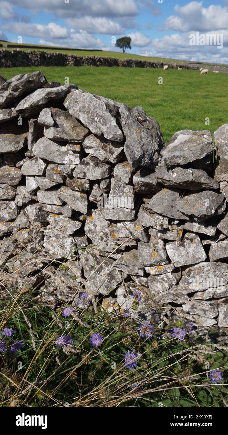 Mur de pierre sèche Derbyshire, fait de blocs de calcaire. Ciel bleu ciel nuageux. Fleur sauvage. Banque D'Images