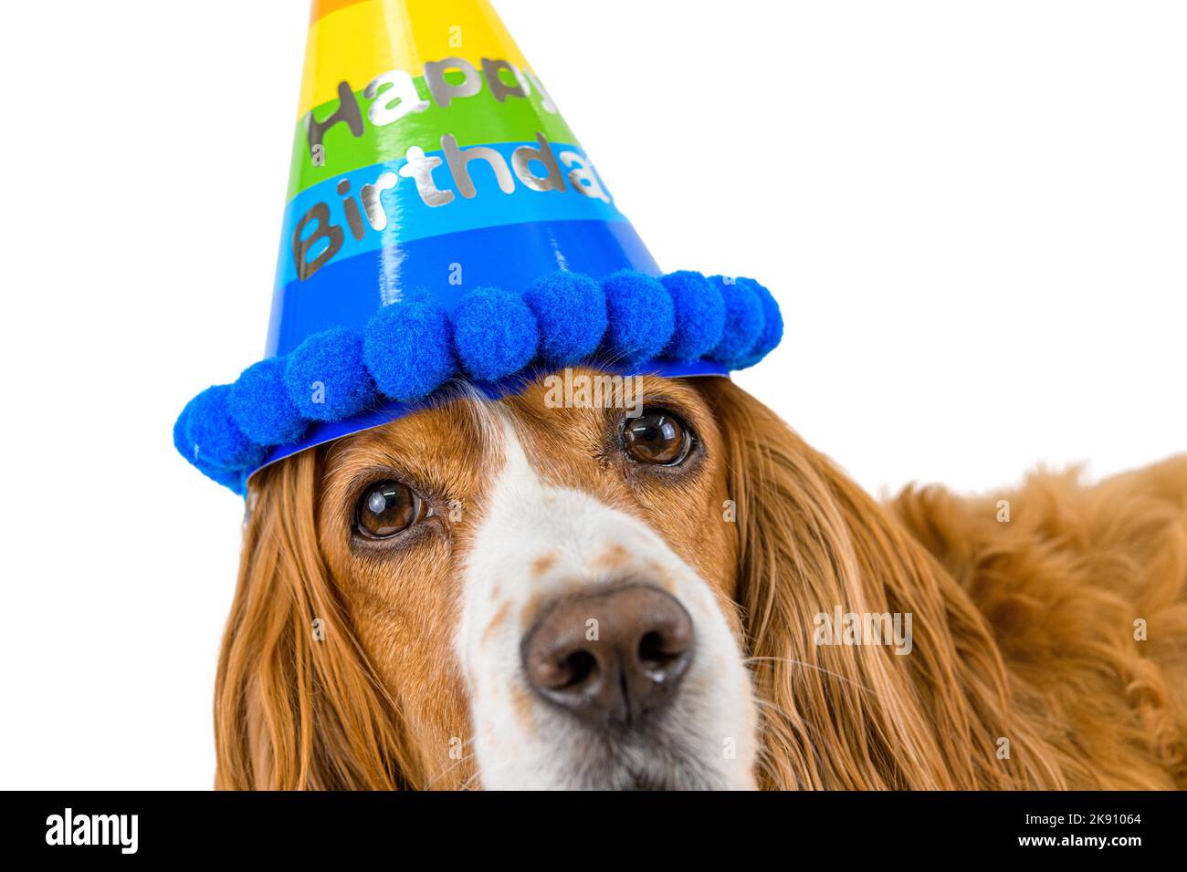 Chien d'anniversaire isolé en blanc Banque D'Images