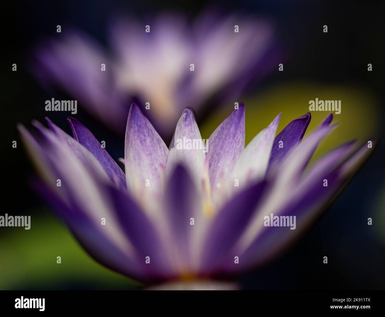 Un gros plan de Nymphaea nouchali, de lotus étoilé, de lys d'aquarium nains ou de fleur de manel. Banque D'Images