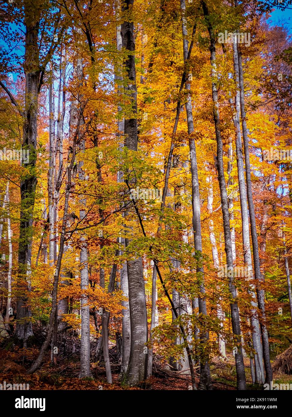Automne dans le parc national de Buila Vanturarita, Carpathian Mountains, Roumanie.Couleurs vives de l'automne en forêt.Feuilles d'automne colorées.Vert, jaune, orange, Banque D'Images