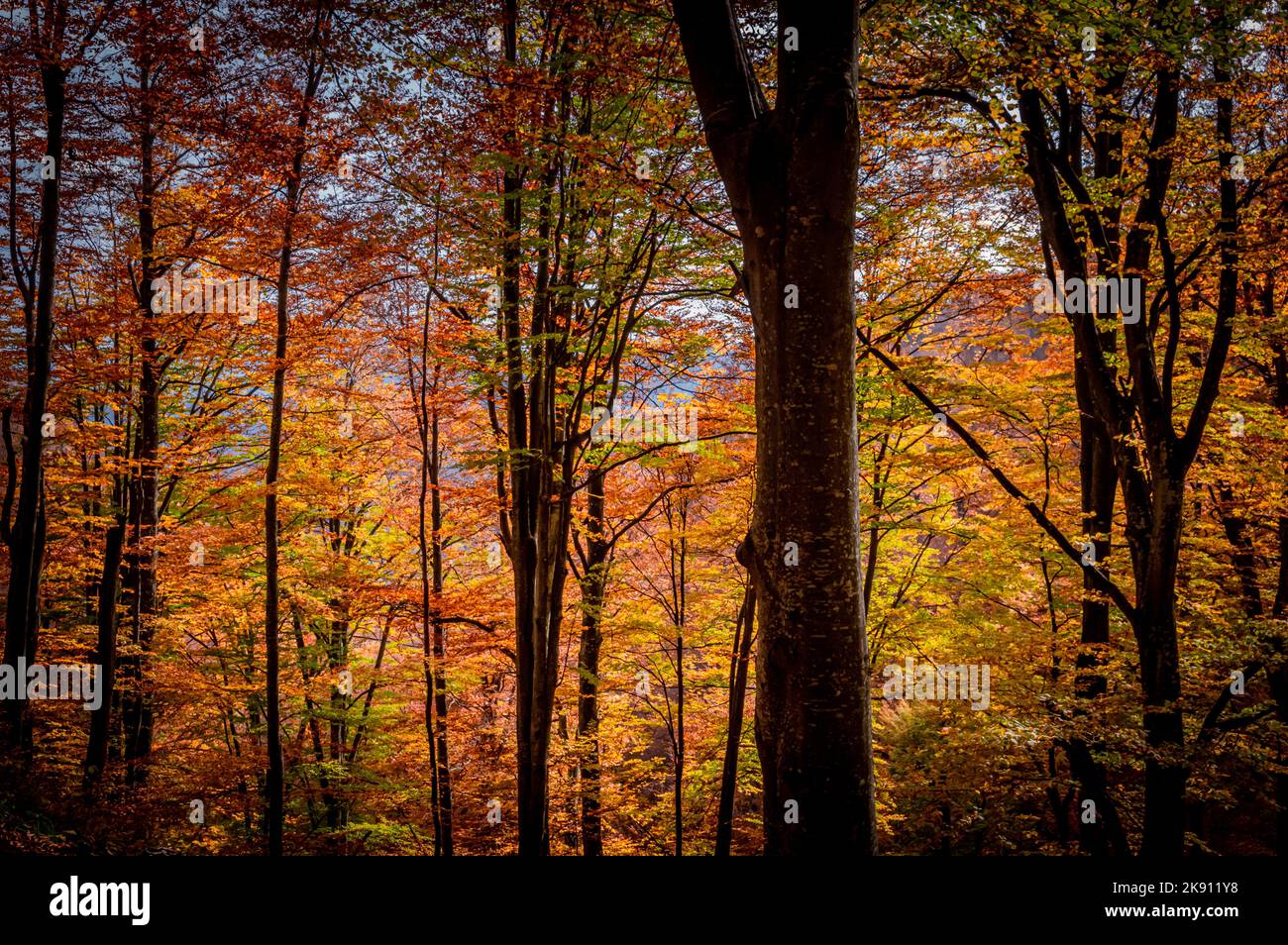 Automne dans le parc national de Buila Vanturarita, Carpathian Mountains, Roumanie.Couleurs vives de l'automne en forêt.Feuilles d'automne colorées.Vert, jaune, orange, Banque D'Images