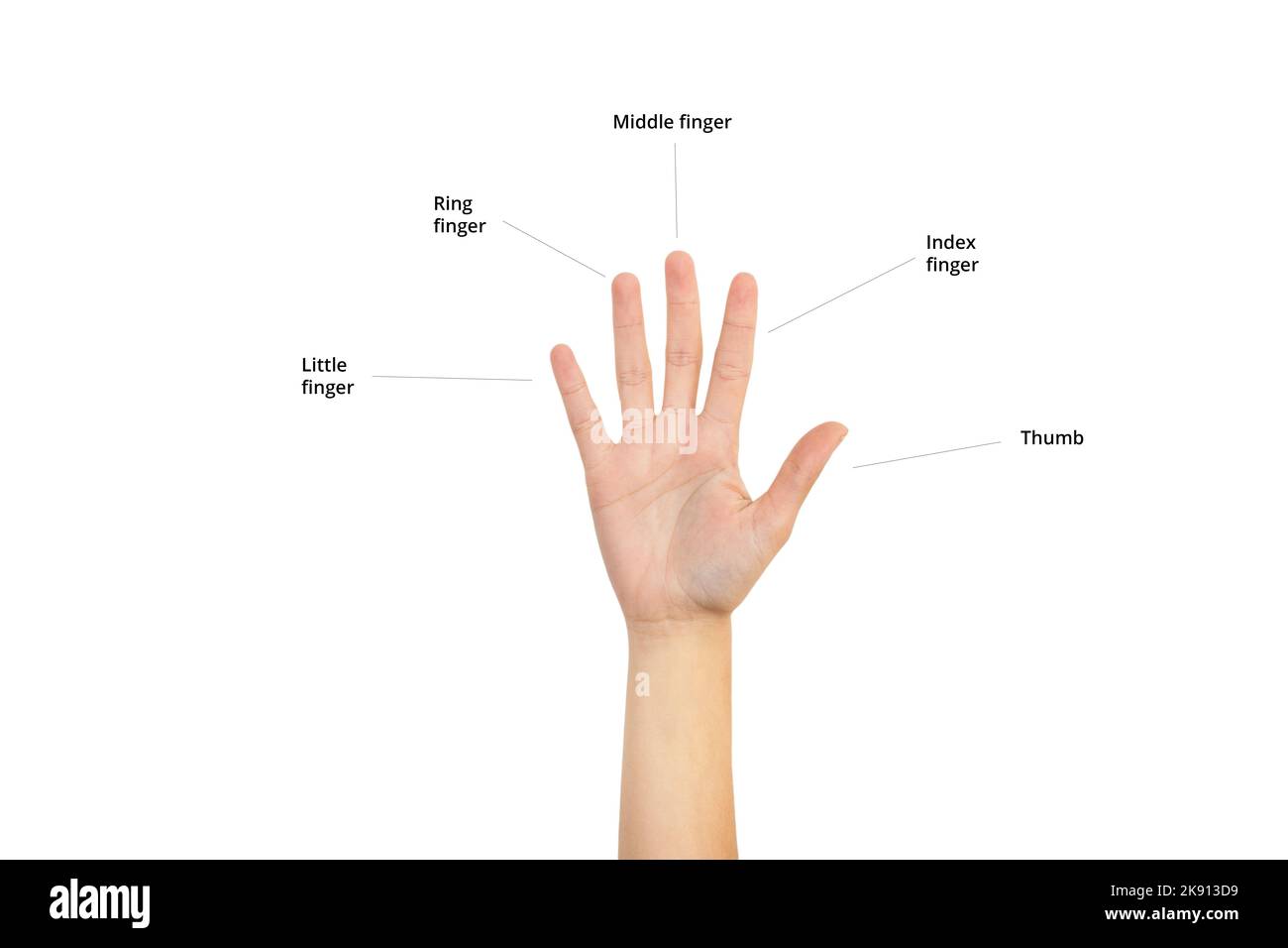 Femme main montrant ses cinq doigts avec des noms sur un fond blanc avec espace de copie Banque D'Images