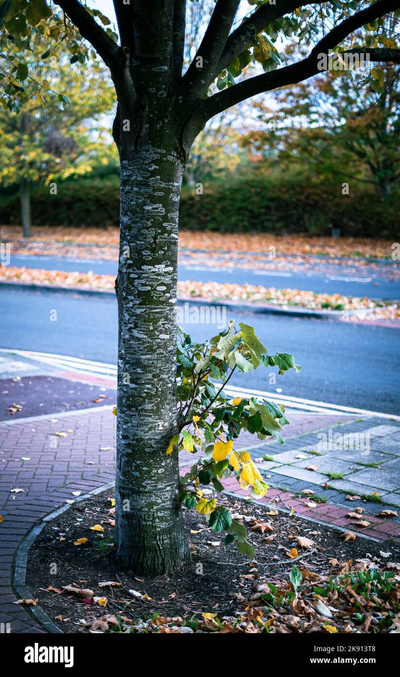 Photo verticale d'une plante sauvage qui pousse près d'un arbre sur une route avec des feuilles mortes Banque D'Images