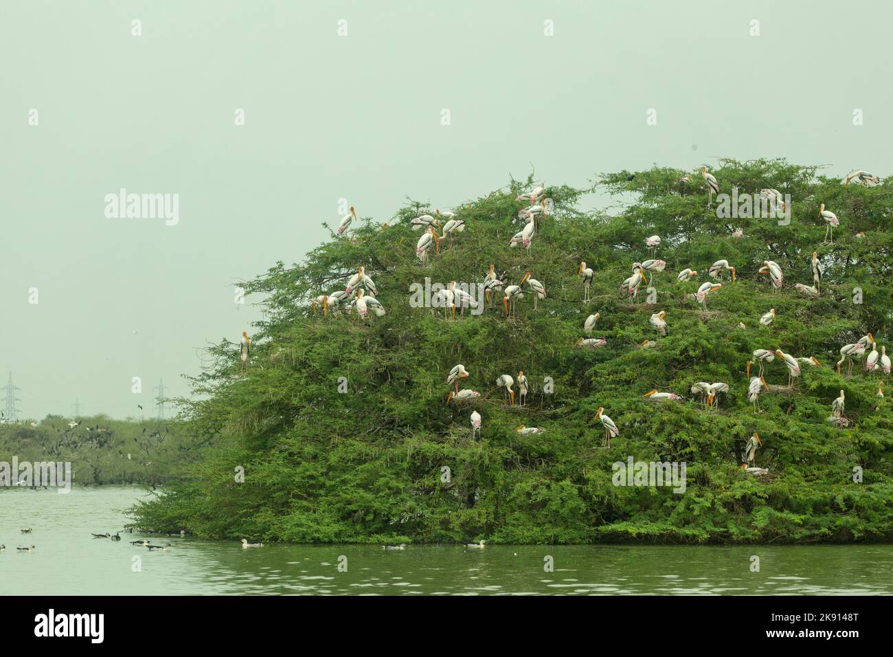 SANCTUAIRE D'OISEAUX DE KOONTHANKULAM Banque D'Images