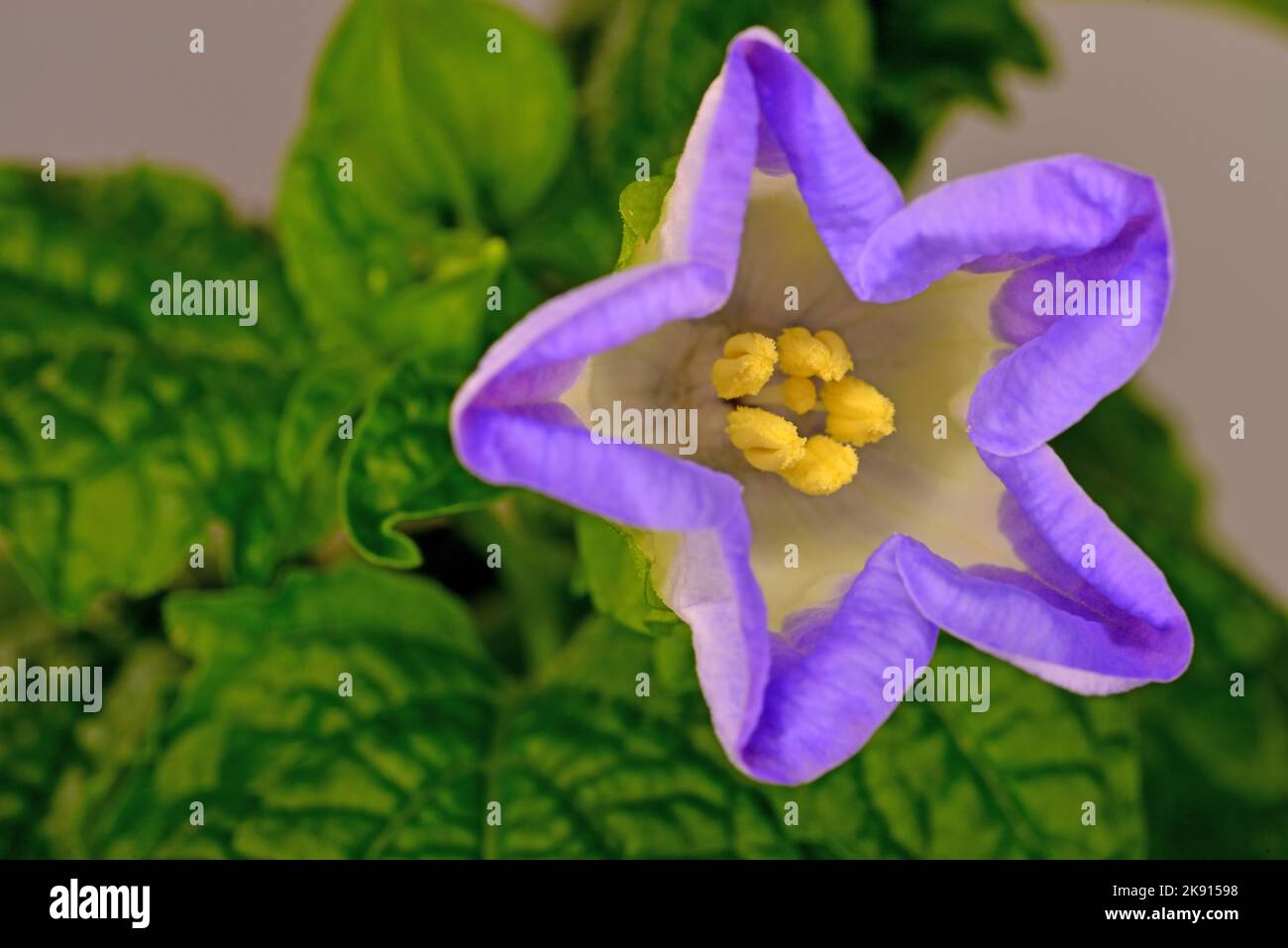 Pomme péruvienne avec fleur gros plan Banque D'Images