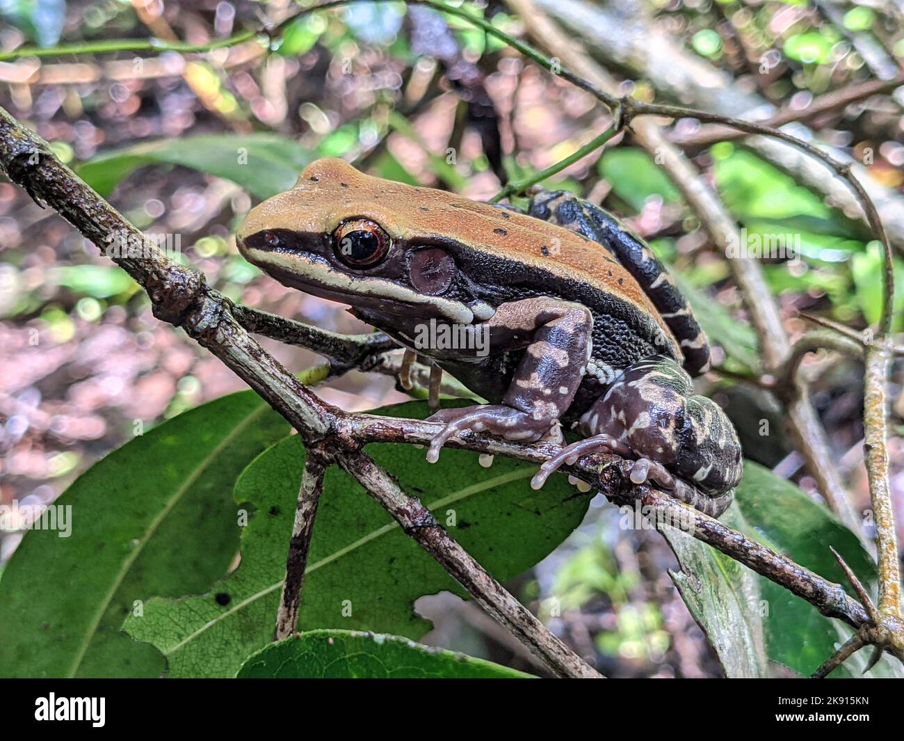 Un gros plan d'une grenouille fungoïde dans la forêt tropicale Banque D'Images