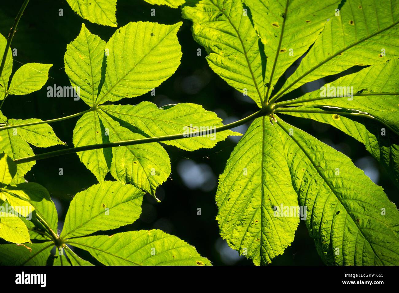 Common Horse Chestnut Leaf palmate feuilles d'esculus rétro-éclairées Banque D'Images
