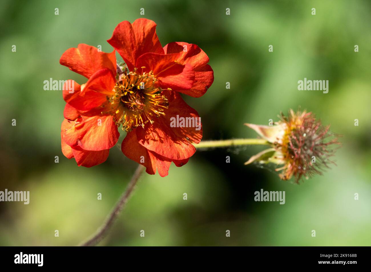 Orange, Geum Dolly North, Geum, fours Banque D'Images