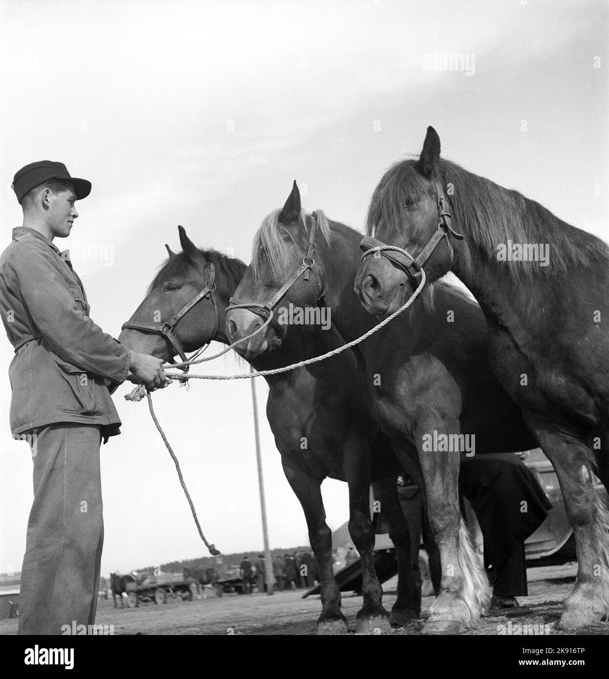 Dans le 1940s. Un jeune homme avec trois chevaux à un marché de chevaux dans la ville de Hjo en Suède 1942. À cette époque, les chevaux étaient encore utilisés dans le transport et l'agriculture et sur les marchés de chevaux, les chevaux étaient vendus et achetés. Kristoffersson réf. AF26-7 Banque D'Images