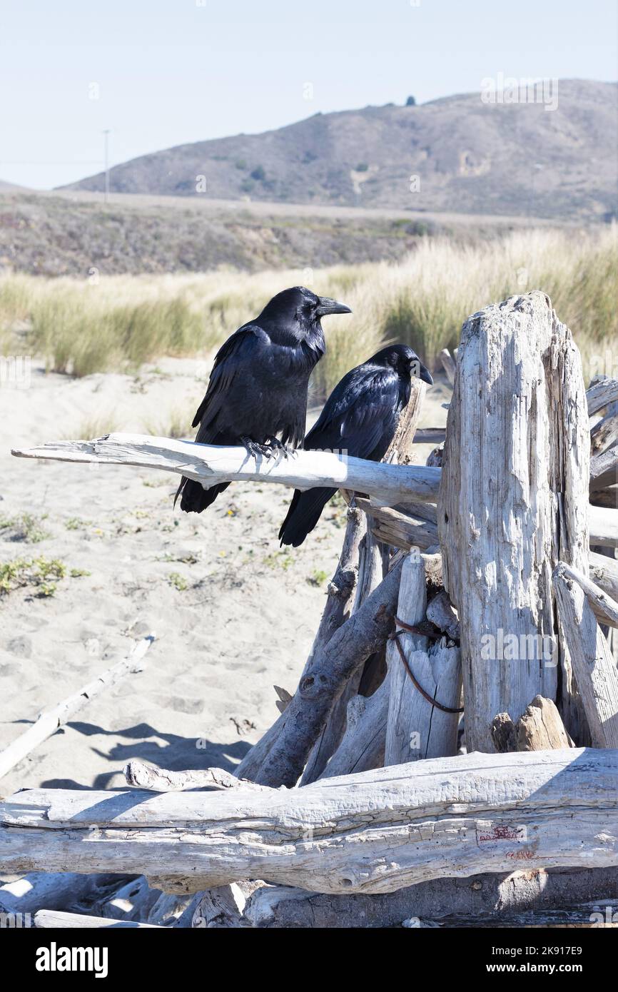 Une paire de corbeaux perchés côte à côte sur une pile de bois dérivant près des dunes de la plage de Salmon Creek, sur la côte du comté de Sonoma en Californie. Banque D'Images