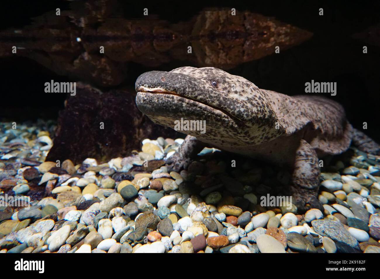 Japanese giant salamander Banque de photographies et d’images à haute