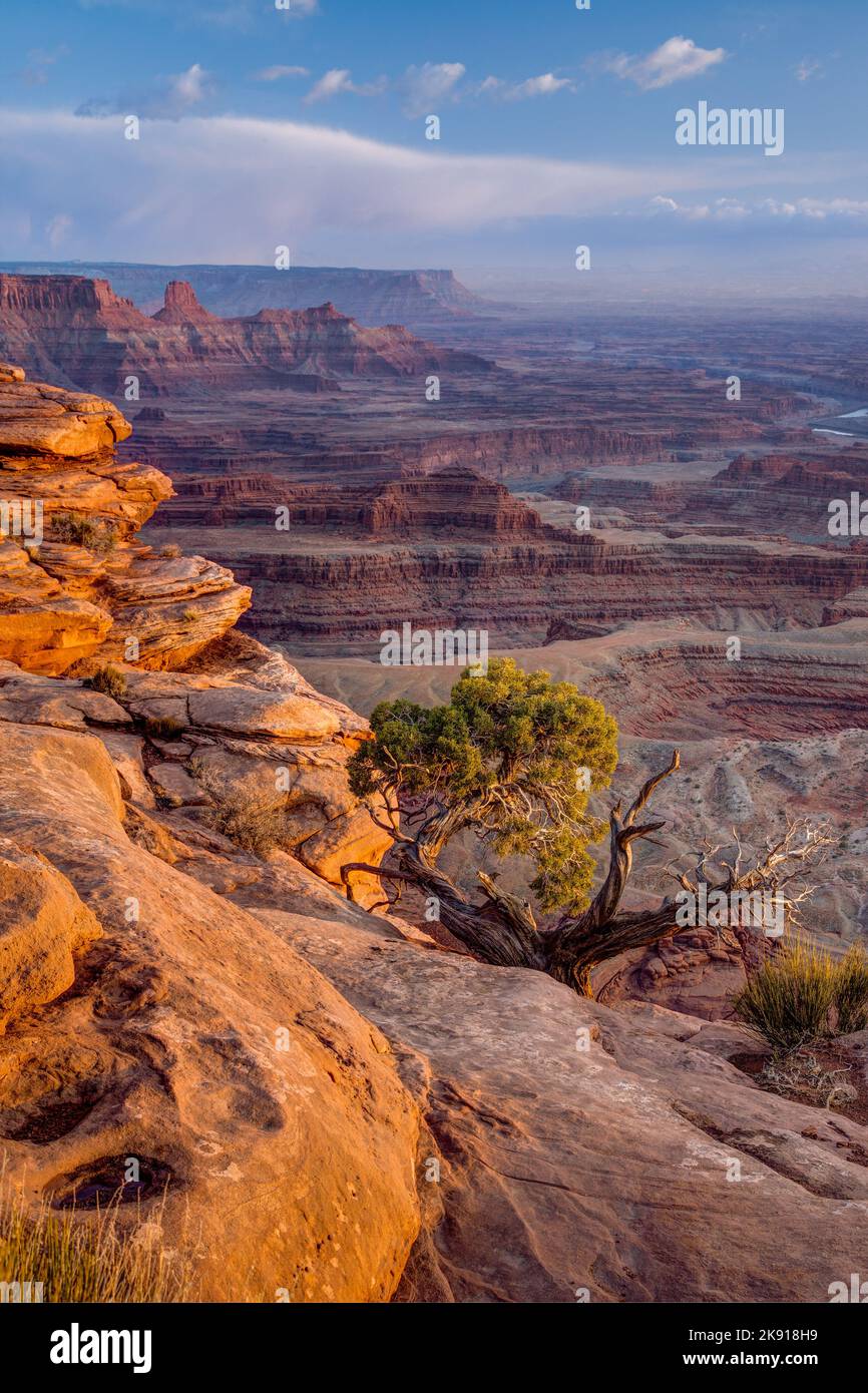 Hatch point & The Canyon Rils Recreation Area, vue depuis le parc national Dead Horse point, Moab, Utah. En face se trouve un ancien arbre Utah Junipier. Au ri Banque D'Images