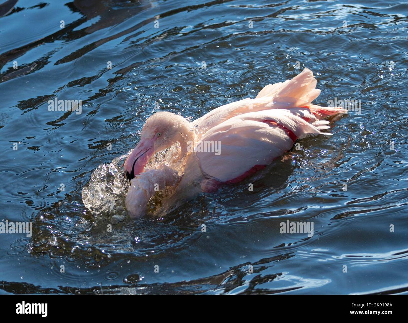 Baignade et surf Flamingo Banque D'Images