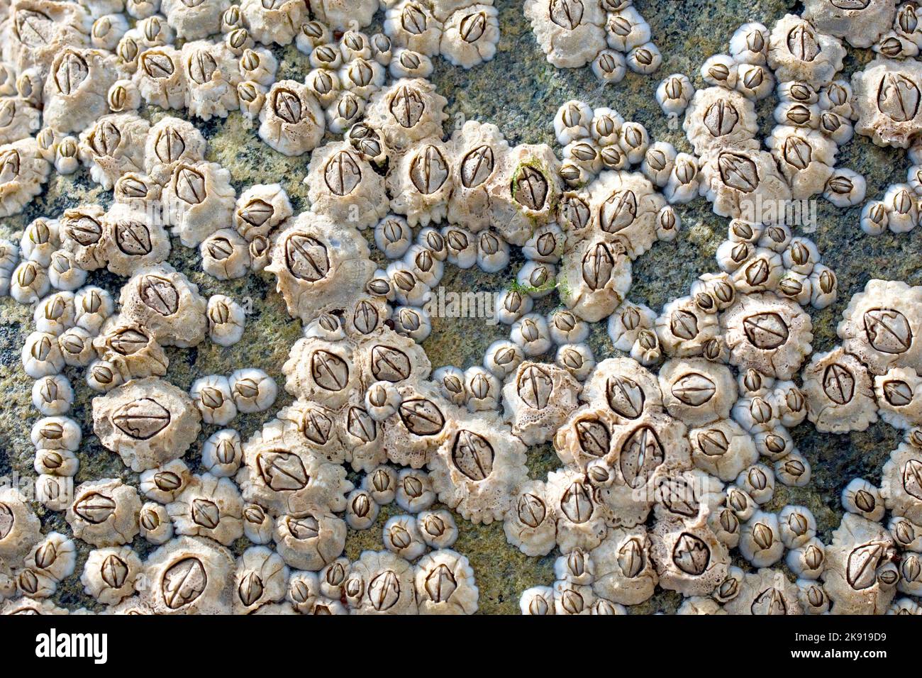 Acorn Barnacles (semibalanus balanoides), gros plan d'un groupe de la plus commune des barnacle trouvés autour des côtes du Royaume-Uni. Banque D'Images