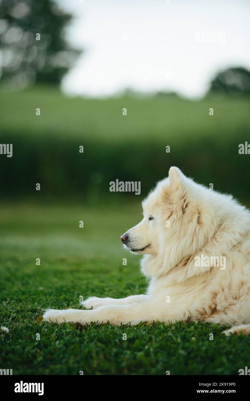 Une verticale d'un adorable chien de Samoyed à fourrure blanche et moelleuse capturée sur une pelouse verte Banque D'Images