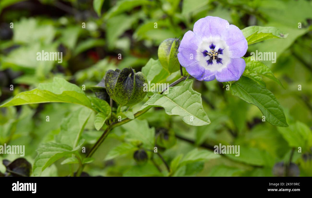 Bleu, fleuri d'été annuel Nicandra Physalodes, plante Shoo Fly, pomme du Pérou fleur UK jardin juillet Banque D'Images