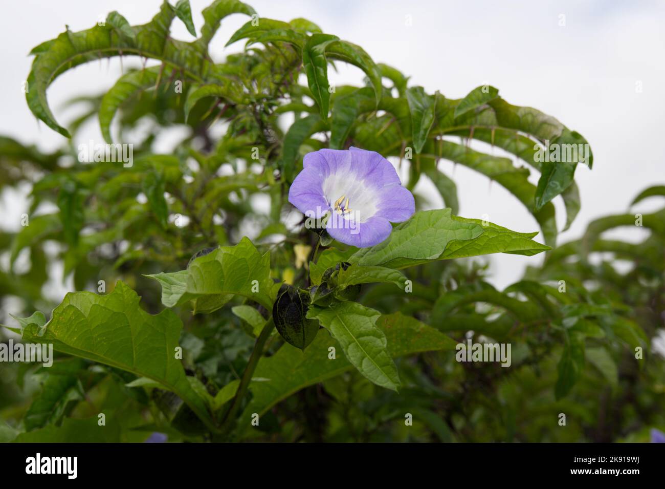 Bleu, fleuri d'été annuel Nicandra Physalodes, plante Shoo Fly, pomme du Pérou fleur UK jardin juillet Banque D'Images