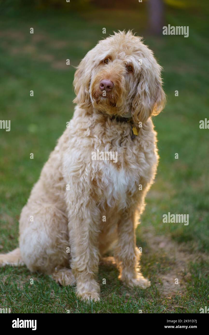 Un cliché vertical du chien Labradoodle dans la nature Banque D'Images