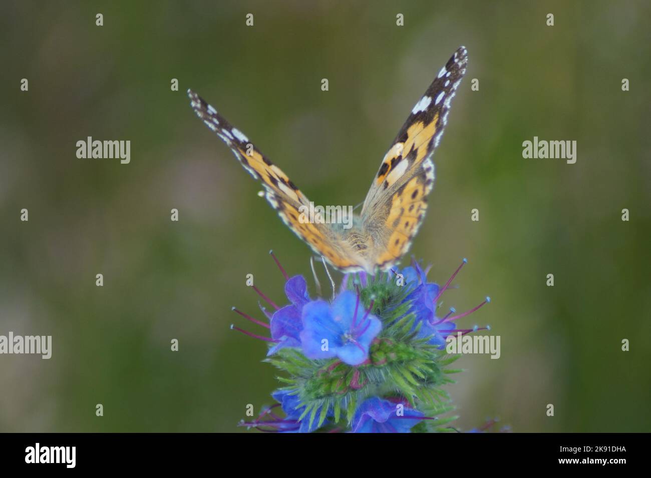 Papillon de chardon Vanessa cardui, Syn.: Cynthia cardui sur fleur bleue Banque D'Images