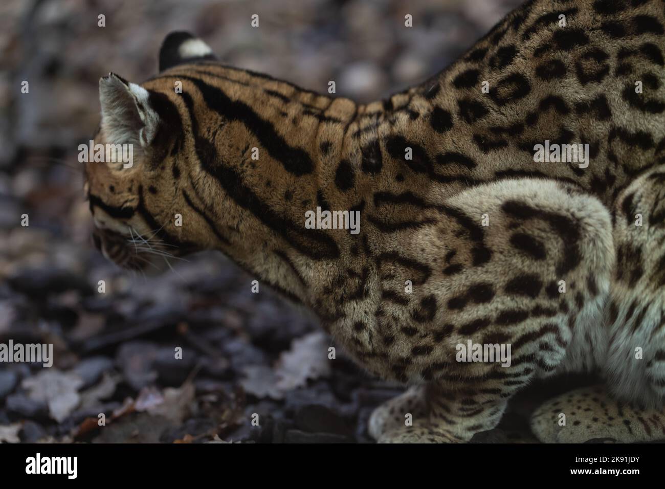 portrait de l'ocelot Banque D'Images