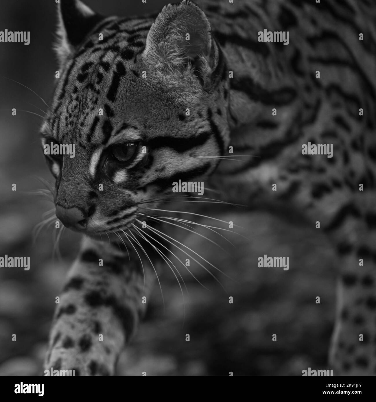 portrait de l'ocelot Banque D'Images