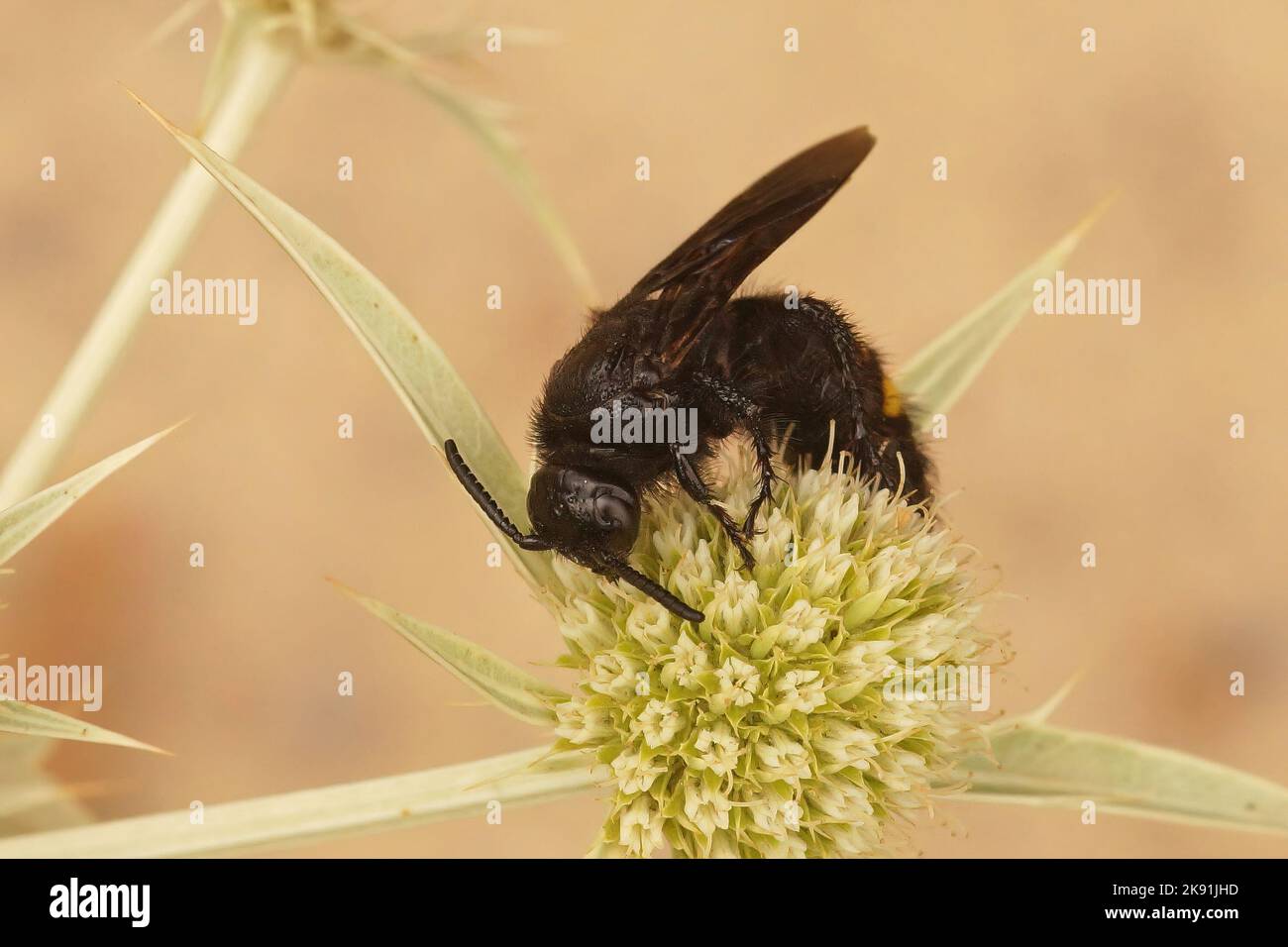 Gros plan d'une abeille scolia hirta sur une fleur Banque D'Images