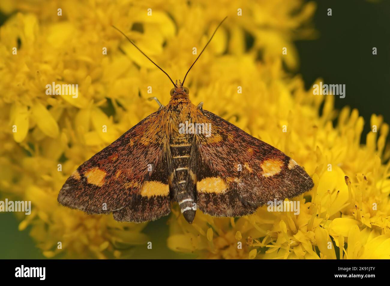 Gros plan d'un pyrausta aurata sur les fleurs jaunes Banque D'Images