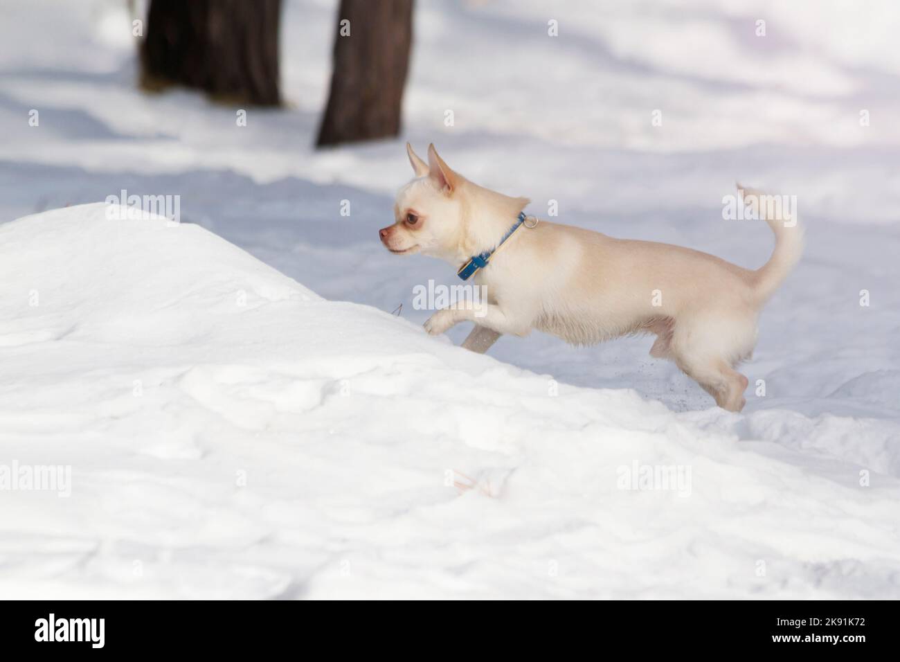 le petit chien blanc chihuahua traverse les dérives Banque D'Images