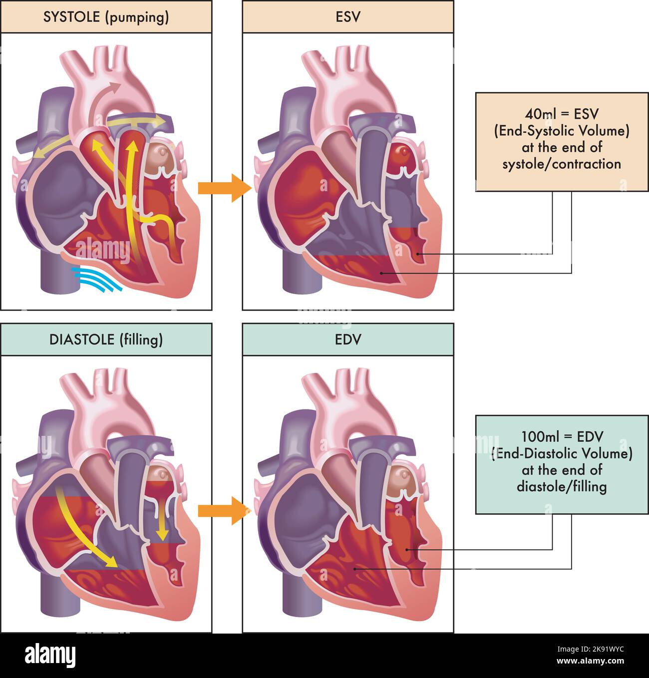 Illustration médicale des deux phases principales du cycle cardiaque, systole et diastole, avec annotations. Illustration de Vecteur