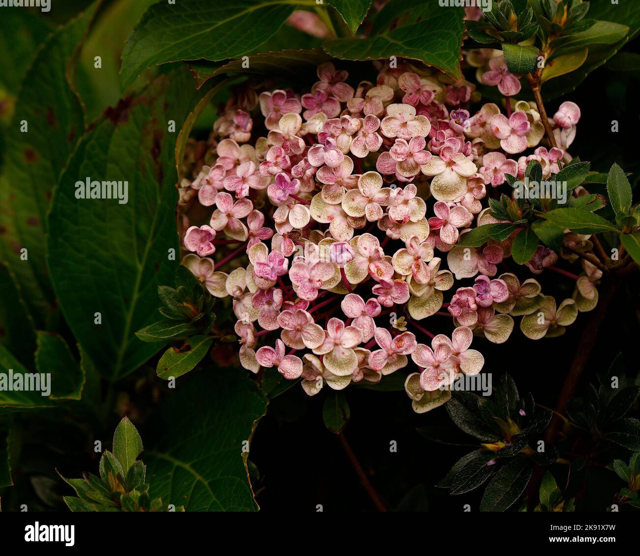 Gros plan des sépales en forme de tasse rose et de la fleur de la plante de jardin vivace à feuilles caduques Hydrangea macrophylla Ayesha. Banque D'Images