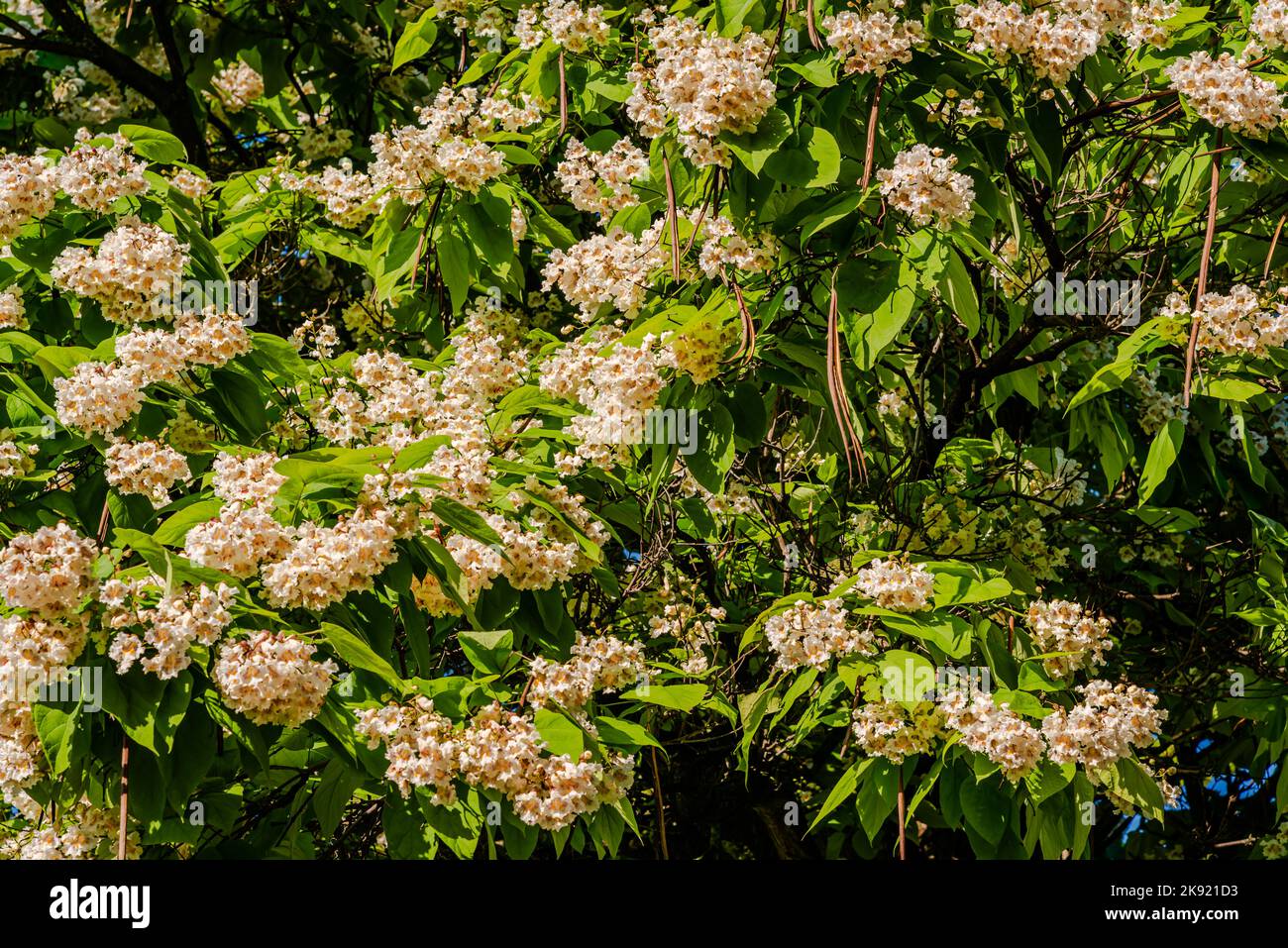 Floraison du nord de catalpa dans le parc de la ville Banque D'Images