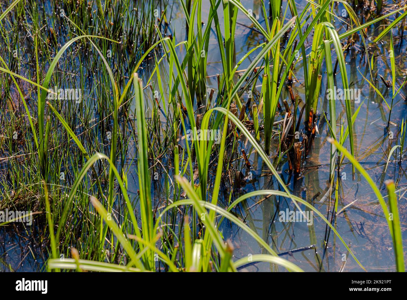 Étang dans la ville de Knowlton Banque D'Images