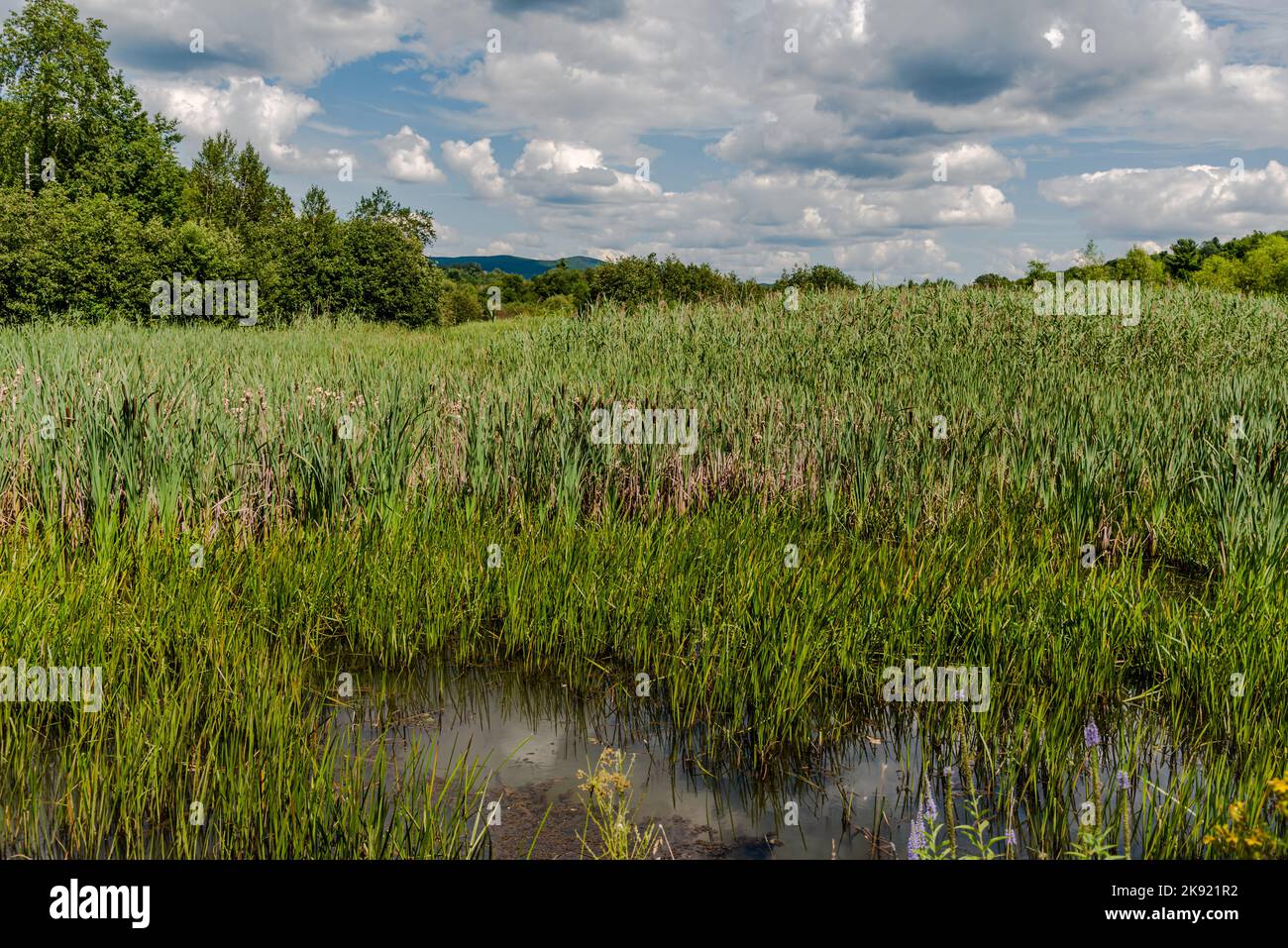 Étang dans la ville de Knowlton Banque D'Images