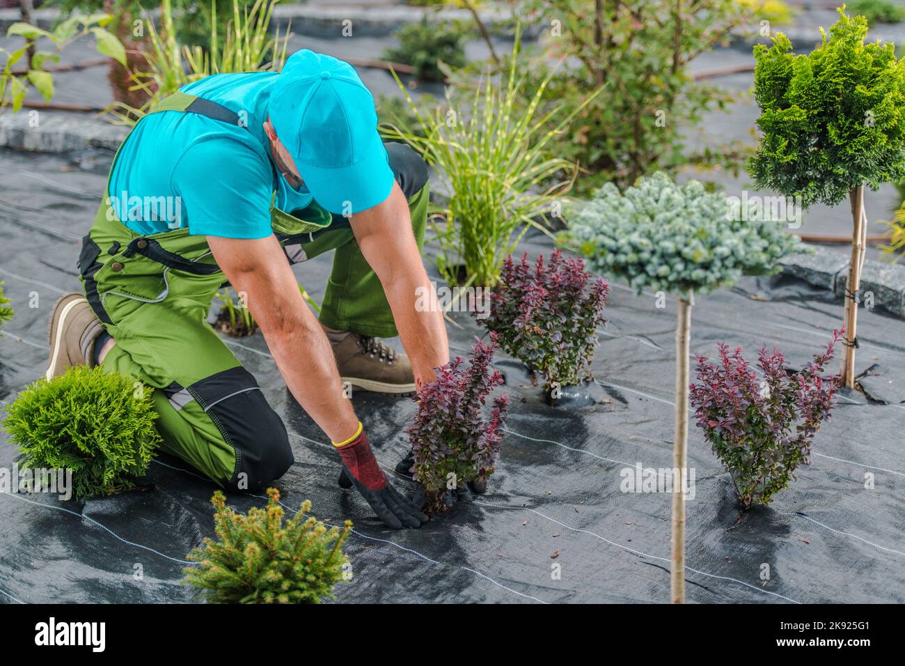 Paysages caucasiens plantant des buis fleuris dans le sol recouvert de tissu Agrotextile de contrôle des mauvaises herbes. Processus de développement des jardins paysagers. Banque D'Images