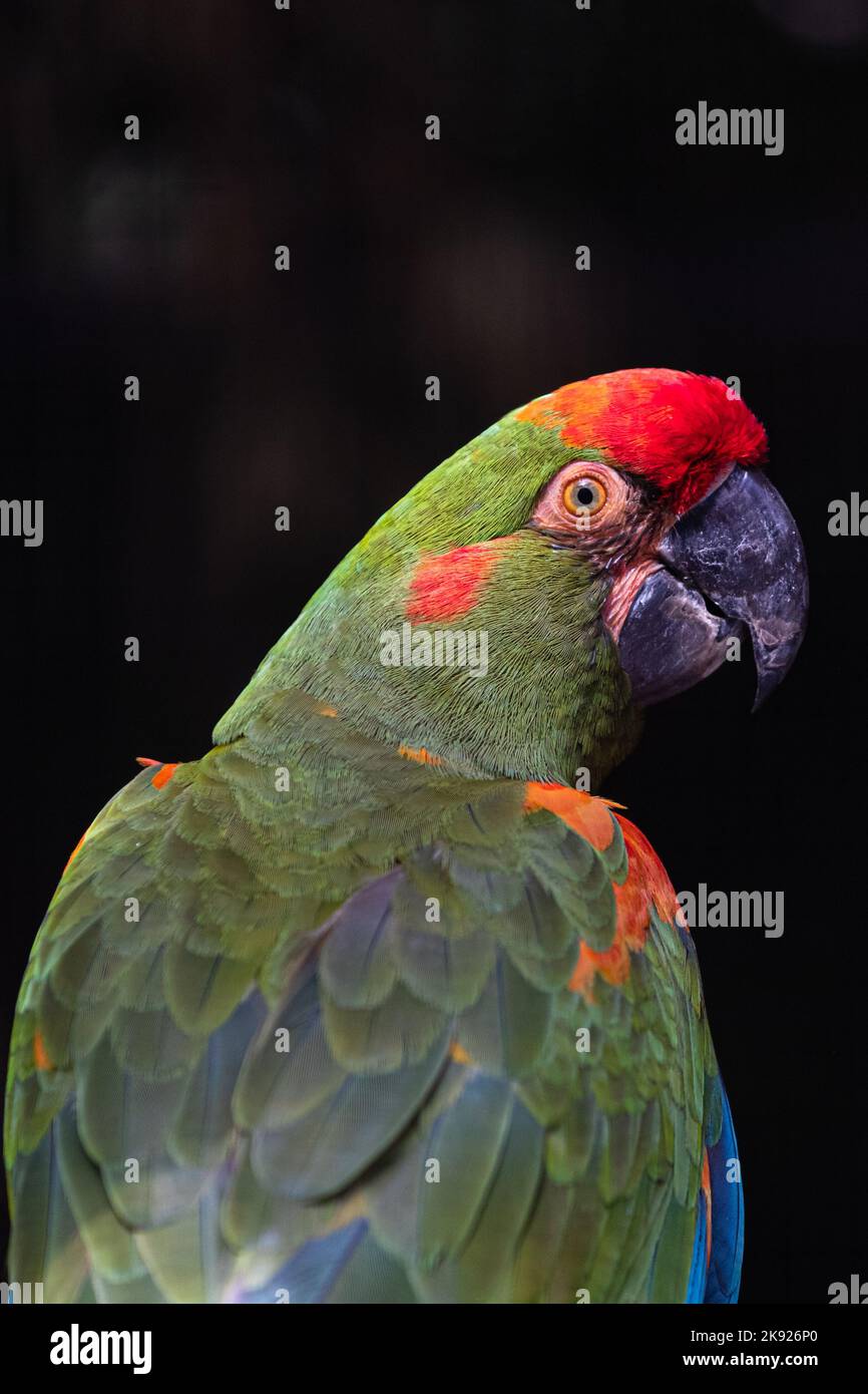 La macaw à front rouge (Ara rubrogenys) est sur fond noir. Banque D'Images