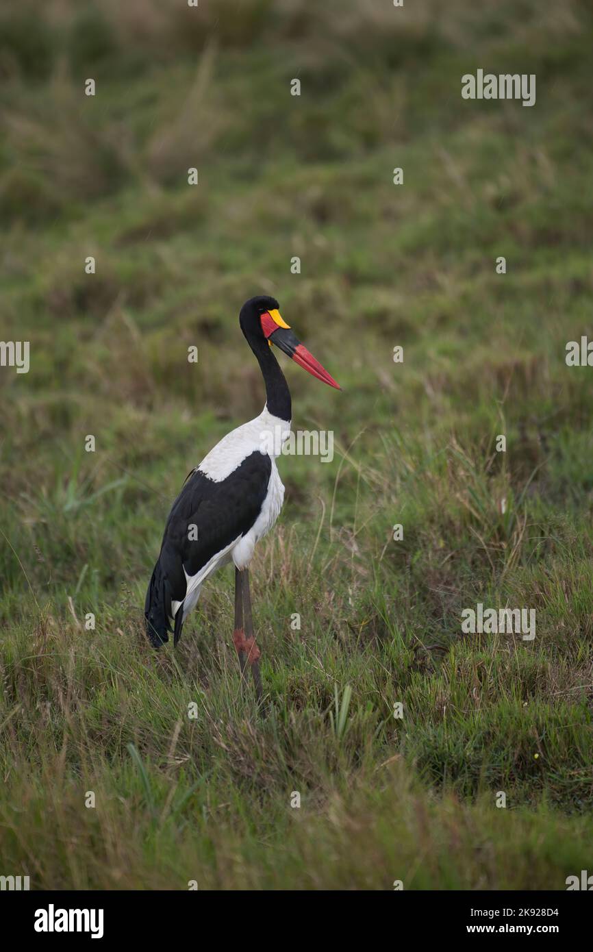 Cigognes à bec grêle (Ephippiorhynchus senegalensis). Les yeux sombres montrent que cet individu est un homme. Banque D'Images