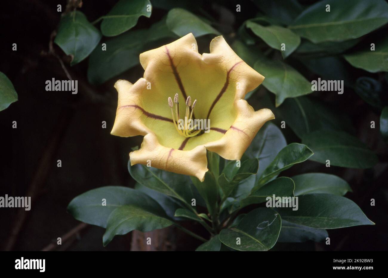 SOLANDRA MAXIMA FLEUR EN PLEINE FLEUR. COMMUNÉMENT APPELÉ TASSE DE VIGNE D'OR. Banque D'Images