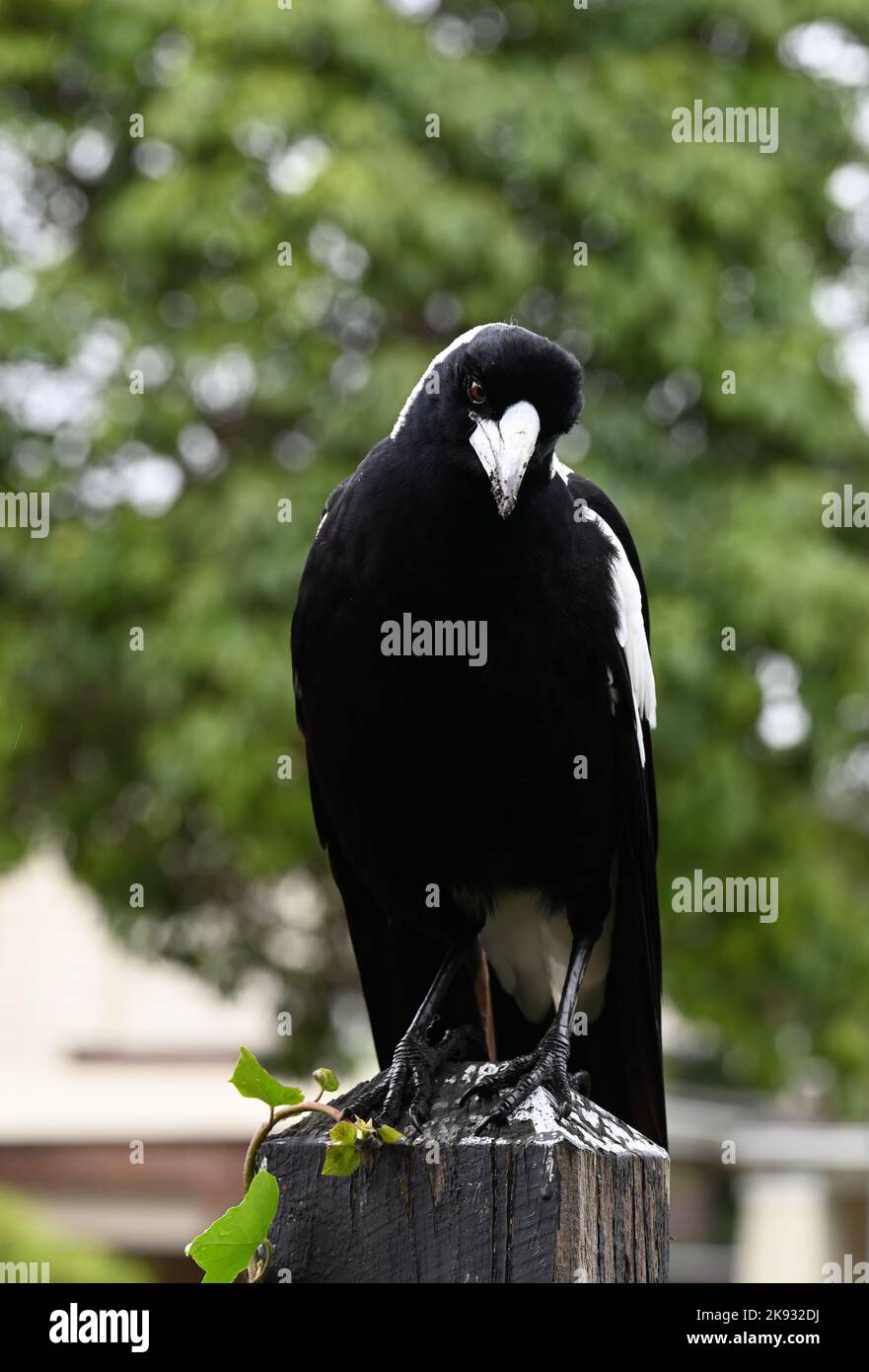 Vue de face d'un magpie australien mâle avec un bec couvert de terre, alors qu'il regarde de sa perchaude au sommet d'un poteau de clôture en bois Banque D'Images