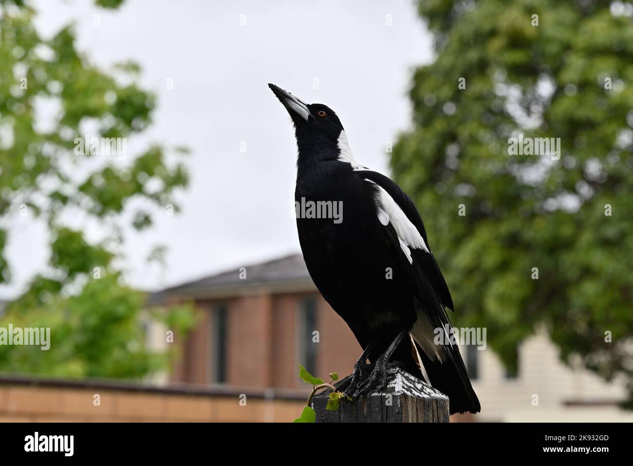 Magpie australienne masculine surplombant un poste de clôture, sous une pluie légère, la terre de l'oiseau couvrait le ciel Banque D'Images