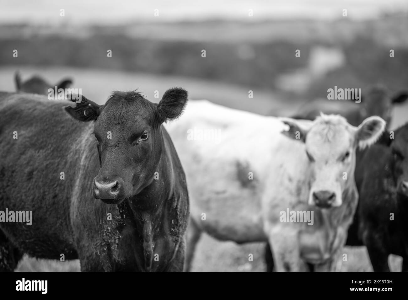 les vaches et les bovins mangeant de l'herbe sur une ferme. l'herbe a nourri le boeuf broutant sur les pâturages Banque D'Images