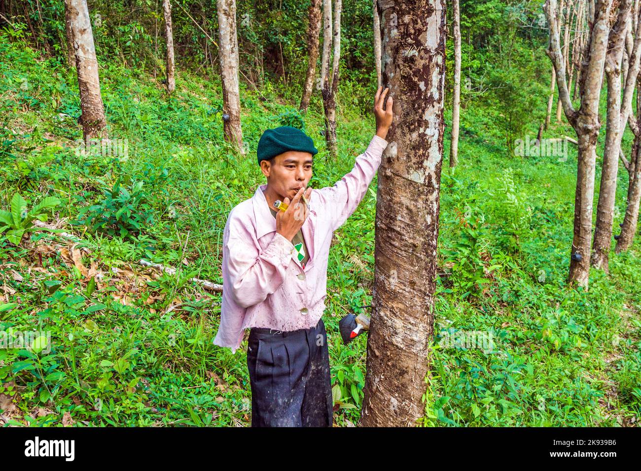 KOH CHANG, THAÏLANDE - 4 JANVIER 2008 : travailleur à la plantation d'arbres en caoutchouc à Koh Chang, Thaïlande. L'industrie de la plantation de caoutchouc a commencé sur l'île en 18 Banque D'Images