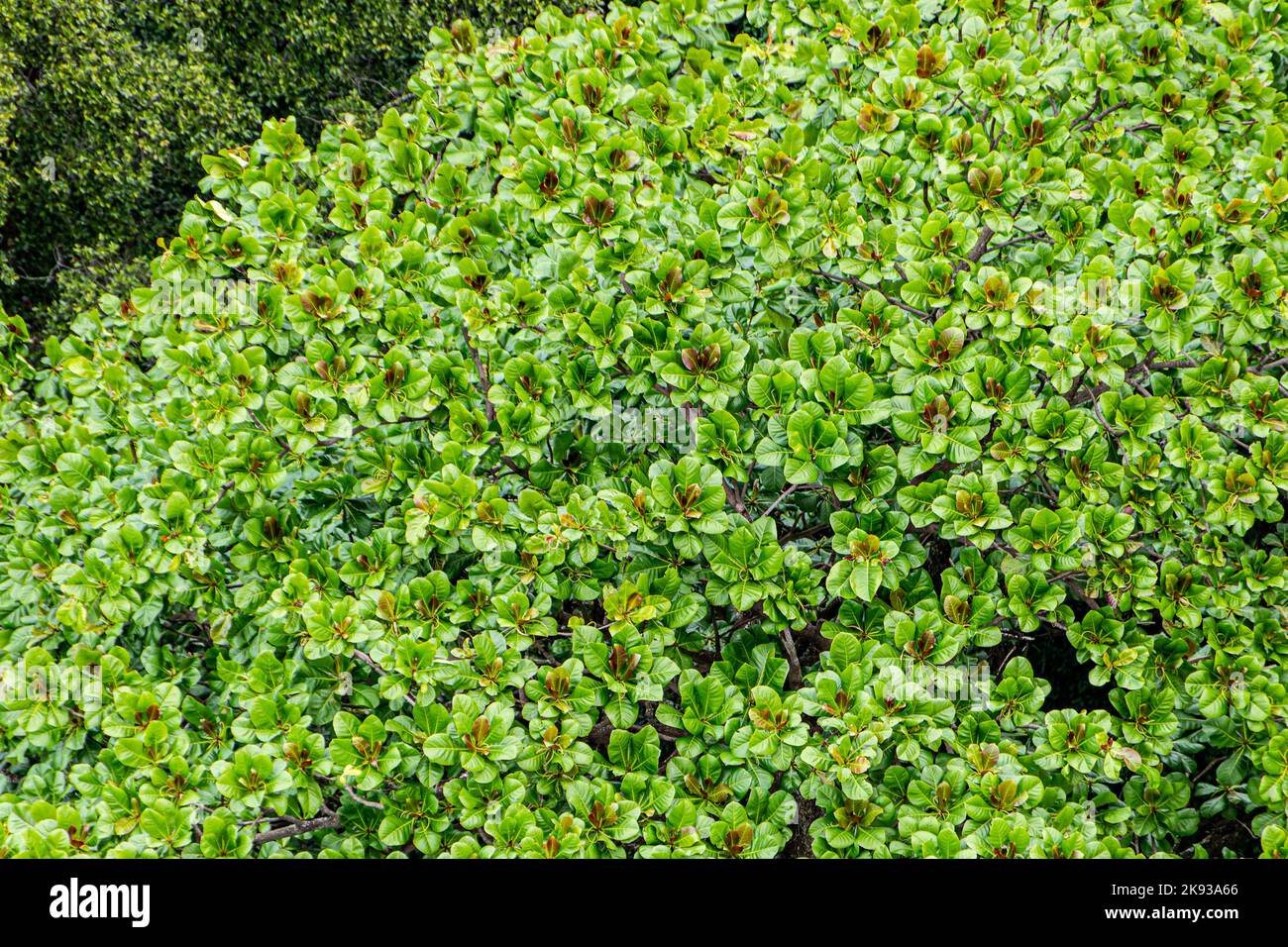 L'amandier quitte l'extérieur à Rio de Janeiro, Brésil. Banque D'Images