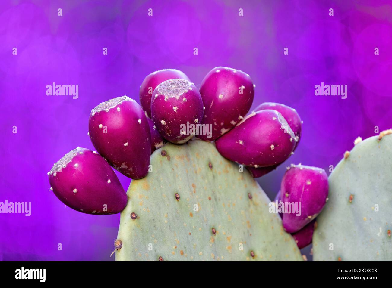 Gros plan du cactus à poire pourpre (Opuntia) - Asheville, Caroline du Nord, États-Unis Banque D'Images