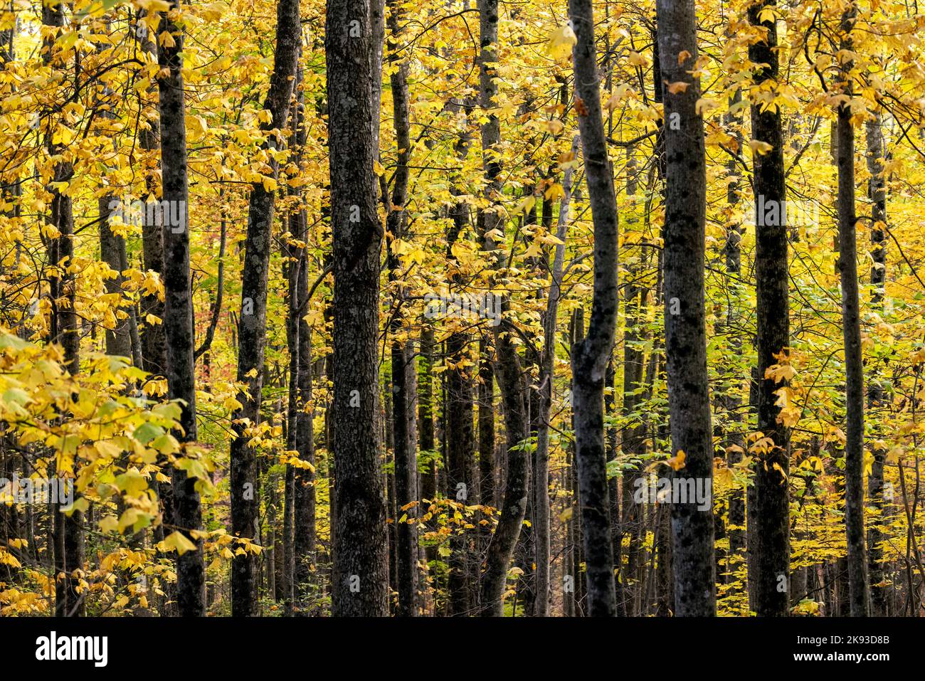 Couleur d'automne vibrante dans la forêt - Forêt nationale de Pisgah - près de Brevard, Caroline du Nord Etats-Unis Banque D'Images