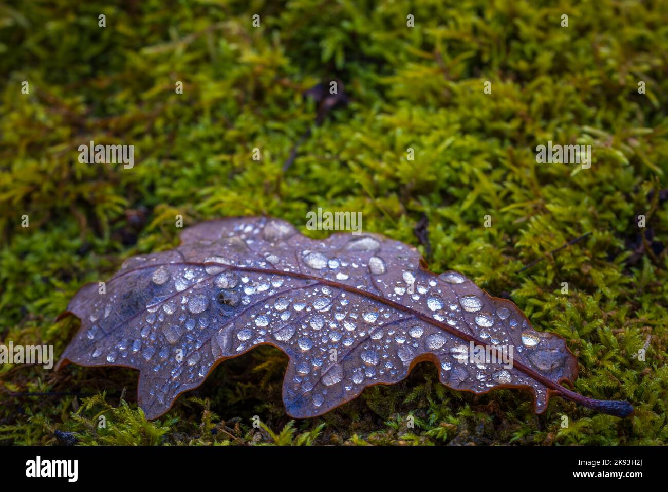 Feuille de chêne avec gouttes d'eau, concept d'automne Banque D'Images
