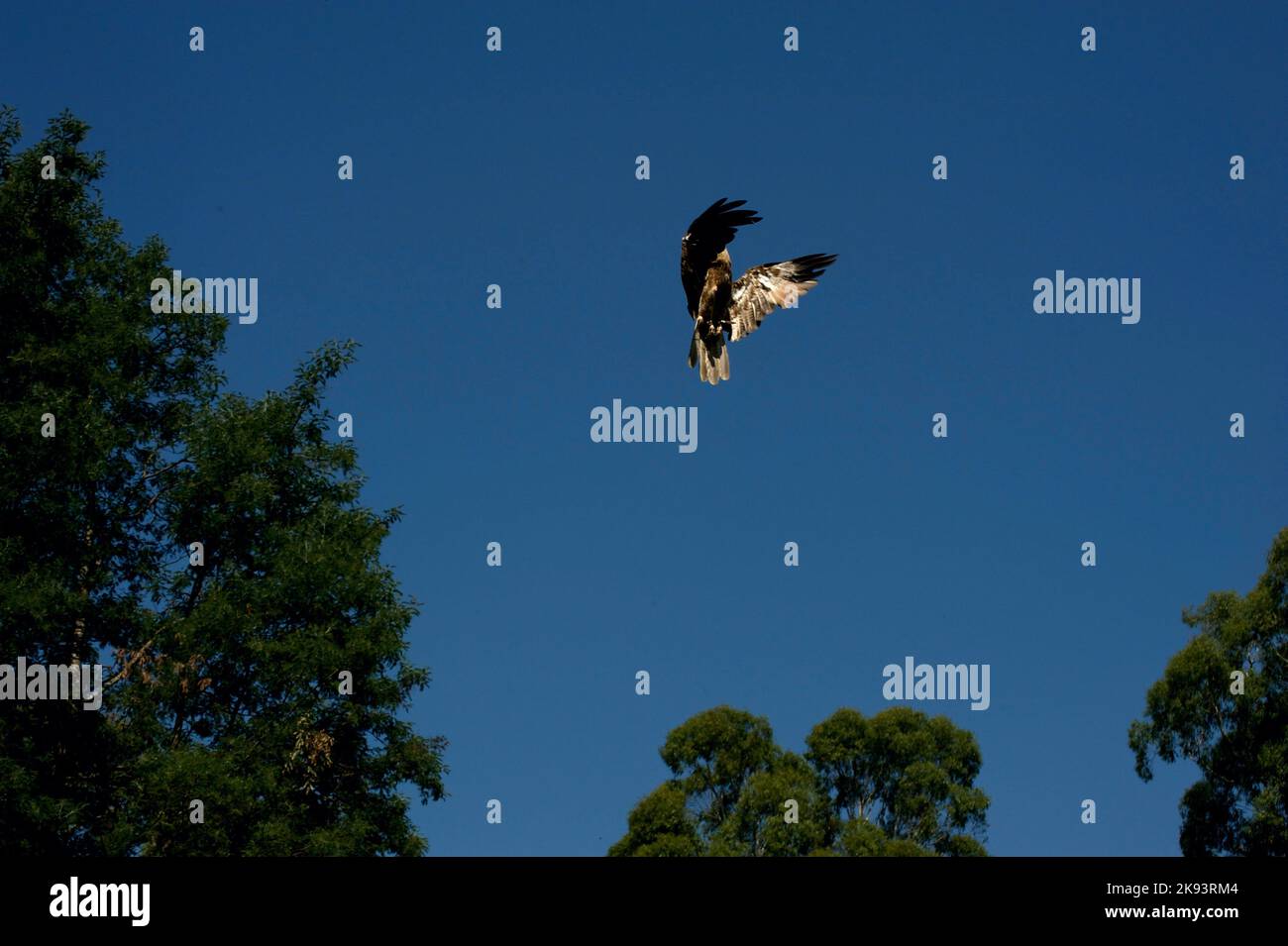 Le sifflet Kite (Milvus Sphenurus) survole la Flight Arena du sanctuaire de Healesville, à Victoria, en Australie, en attendant que le gardien jette de la nourriture. Banque D'Images
