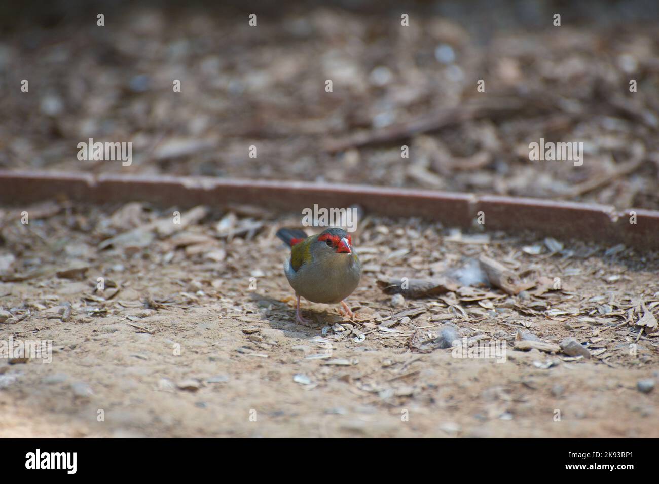 Il n'est pas souvent que vous voyez un Finch brun rouge (Neochmia temporalis) seul - ils voyagent habituellement dans de petites troupeaux.les autres n'auraient pas été loin. Banque D'Images