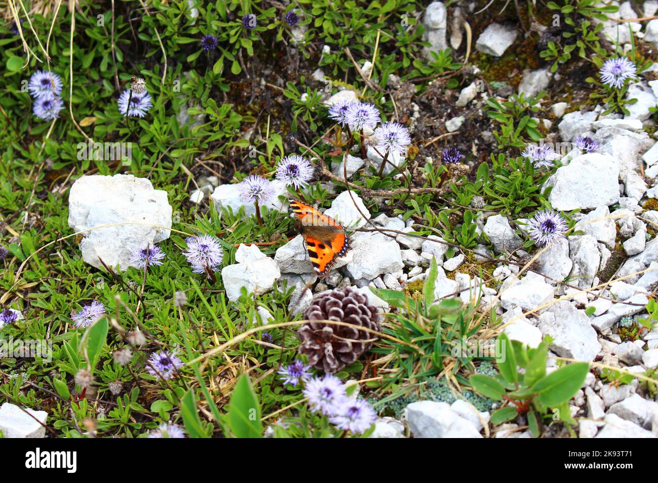 Papillon Nymphalis xanthomelas tortoiseshell sur les plantes de montagne Banque D'Images