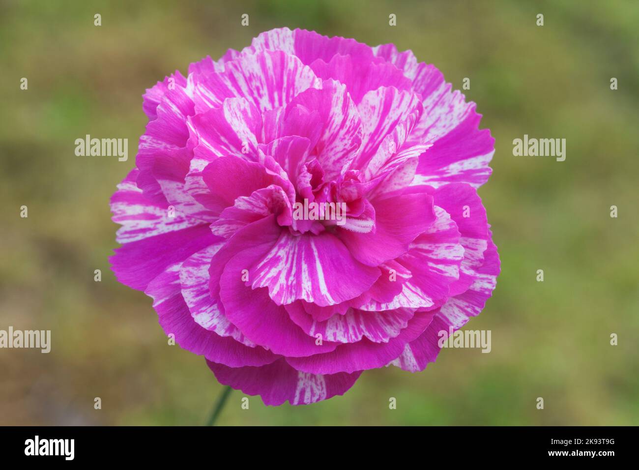 Dianthus 'Cosmic Swirl' Rose Banque D'Images