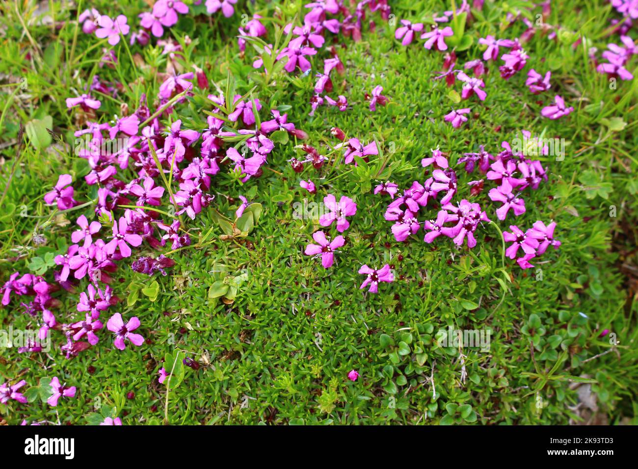 fleur de montagne silene schafta Banque D'Images